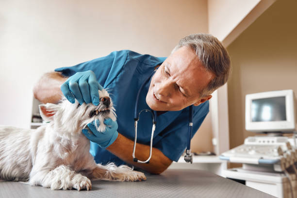 Best Emergency Dental Care for Broken or Chipped Teeth in Geva, NE